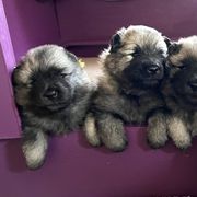 Keeshond Puppies from Peregrine Keeshond