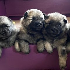 Keeshond Puppies from Peregrine Keeshond
