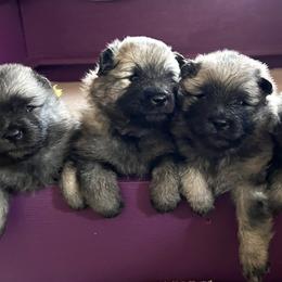 Keeshond Puppies from Peregrine Keeshond