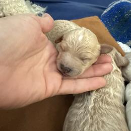 Hank - Apricot male Poodle puppy in Poth, Texas from Casa de Curls