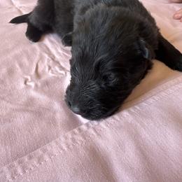 Lime green boy - Black male German Shepherd puppy in Jennings, Kansas from Lost Creek German Shepherds LLC