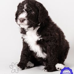 Champ - Brown and white Aussiedoodle puppy in Appleton, Wisconsin from Summers Haven Doodles