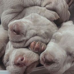 Goldendoodle, Great Dane, and Weimaraner Puppies from DoodleDandy & Danes