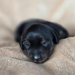 Holly - Black and tan female Dachshund puppy in Signal Mountain, Tennessee from Hot Diggity Doxens