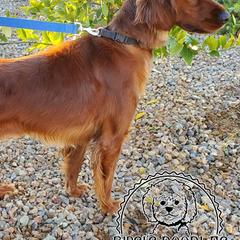 Irish Doodles and Labradoodles from Bipsi's Doodles