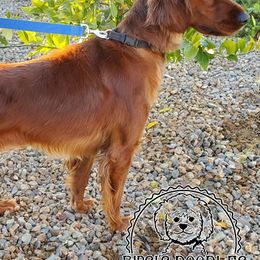 Irish Doodles and Labradoodles from Bipsi's Doodles