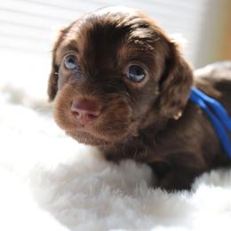 Hershey - Chocolate and tan male Dachshund puppy in Peebles, Ohio from Cave Valley Hounds
