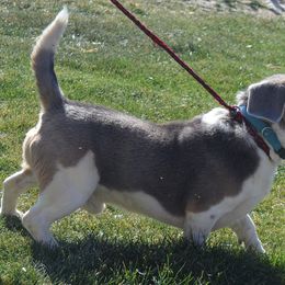 Beagle and Labrador Retriever All Grown Up from Badland Kennel