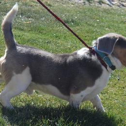 Beagle and Labrador Retriever All Grown Up from Badland Kennel