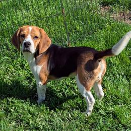Chase - Black fawn and white male Beagle puppy in Brockway, Pennsylvania from Sugar Hill Hounds
