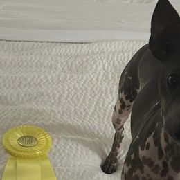 American Hairless Terriers and Chinese Cresteds from Edelweiss Kennels