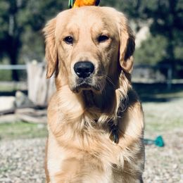 Finn - Golden Retriever