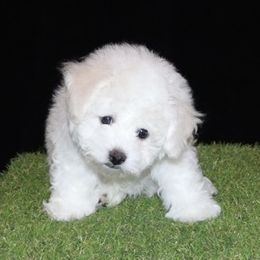 Purple Collar - White female Bichon Frise puppy in Michigan from Cher Ami Bichons