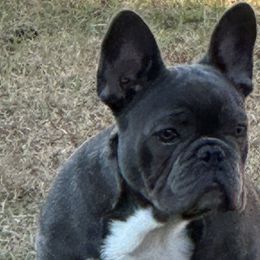 Boy 1 - French Bulldog puppy in Georgetown, Georgia from Kountryrusfrenchies