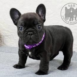 Girl 5 - Brindle female French Bulldog puppy in Schaumburg, Illinois from A & B French Bulldogs