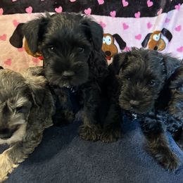Miniature Schnauzer Puppies from Lakehouse Miniature Schnauzers of Southern Indiana