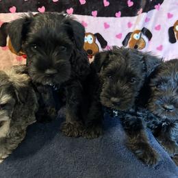 Miniature Schnauzer Puppies from Lakehouse Miniature Schnauzers of Southern Indiana