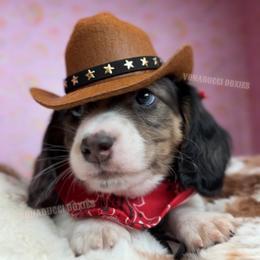 Levii - Dapple male Dachshund puppy in Chandler, Arizona from Vonaducci Doxies, LLC.