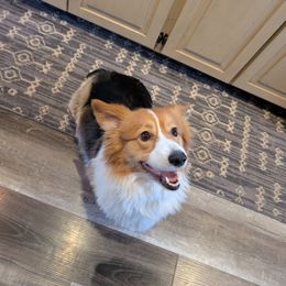 Kaycee - Pembroke Welsh Corgi