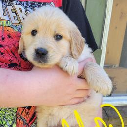 Yellow collar - Light golden male Golden Retriever puppy in Brush Prairie, Washington from Paradise Peaks