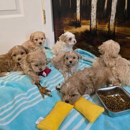 Girl 1 - Apricot female Maltipoo puppy in Washington from Mt.BakerPoodles&Doodles