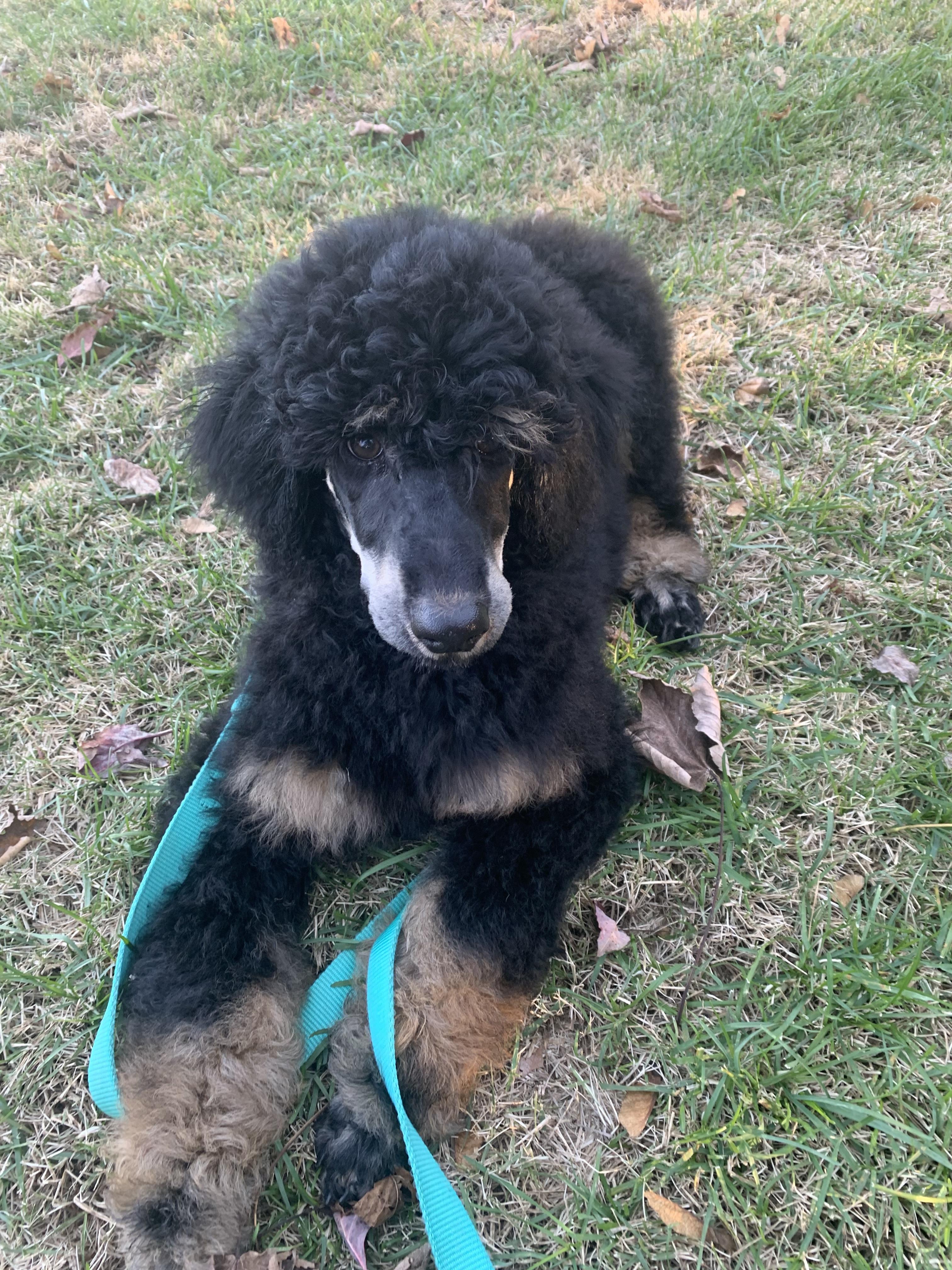 Shippee’s Standards in Rhode Island Poodle puppies Good Dog