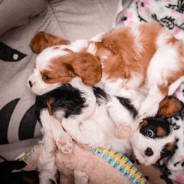 Cavalier King Charles Spaniel Puppies from Cavaliers of House Northup