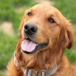 Rider - Golden Retriever