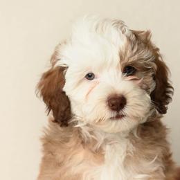 Indy - Apricot female Aussiedoodle puppy in Lincoln, California from Frenchie LOVE and Doodles