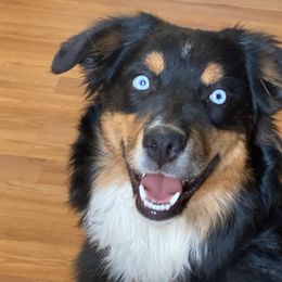 Aussiedoodles and Miniature Australian Shepherds from Zia Desert Aussies