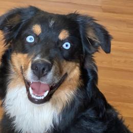 Aussiedoodles and Miniature Australian Shepherds from Zia Desert Aussies