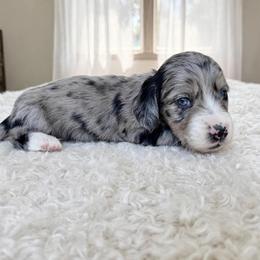 Zoltan - Dapple male Dachshund puppy in Richmond, Virginia from Irresistible Dachshunds & Cavaliers