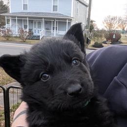 Ham - Black male German Shepherd puppy in Garrett, Indiana from Devil-Dog Shepherds