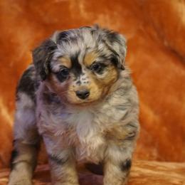Pearl - Blue merle female Miniature Australian Shepherd puppy in Ada, Oklahoma from Caprock Mini & Toy Aussies