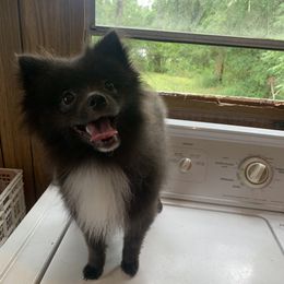 Axel - Pomeranian