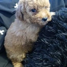 Aussiedoodle, Poodle, and Yorkipoo Puppies from Romano Juarez Puppies
