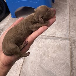 Dachshund Puppies from Northern Doxie