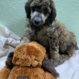 Goldendoodle and Poodle Puppies from Heartland Poodles and Doodles