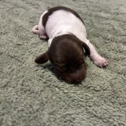 Boy 3 - Piebald male Dachshund puppy in Dobson, North Carolina from Oakleys Dachshund Haven