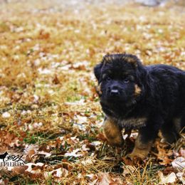 German Shepherd Puppies from 501 Shepherds