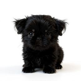 Dobie Boy 1 - Black and tan male Shih Tzu puppy in Surry, Maine from McKayla Hairston