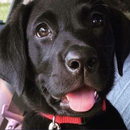 Labrador Retrievers from Wild Games Labradors