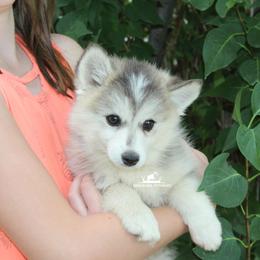 Pomsky Puppies from Mischa Nelson