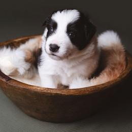 Alfalfa - Black and white male Border Collie puppy in Fresno, California from Alpine Tails