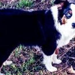Australian Shepherds and Toy Australian Shepherds from My Aussies