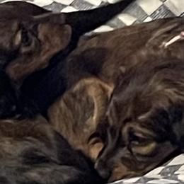 Dachshunds from Wiggle Waddle Dachshunds