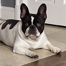 Coco - French Bulldog
