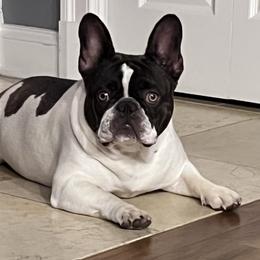 Coco - French Bulldog