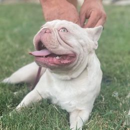 Frost - French Bulldog