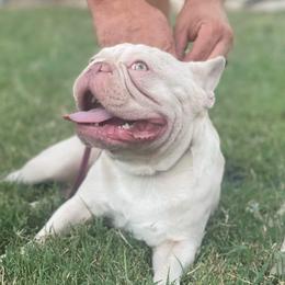 Frost - French Bulldog